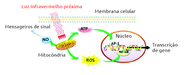 Fotobiomodulação Cerebral Brain Clinic